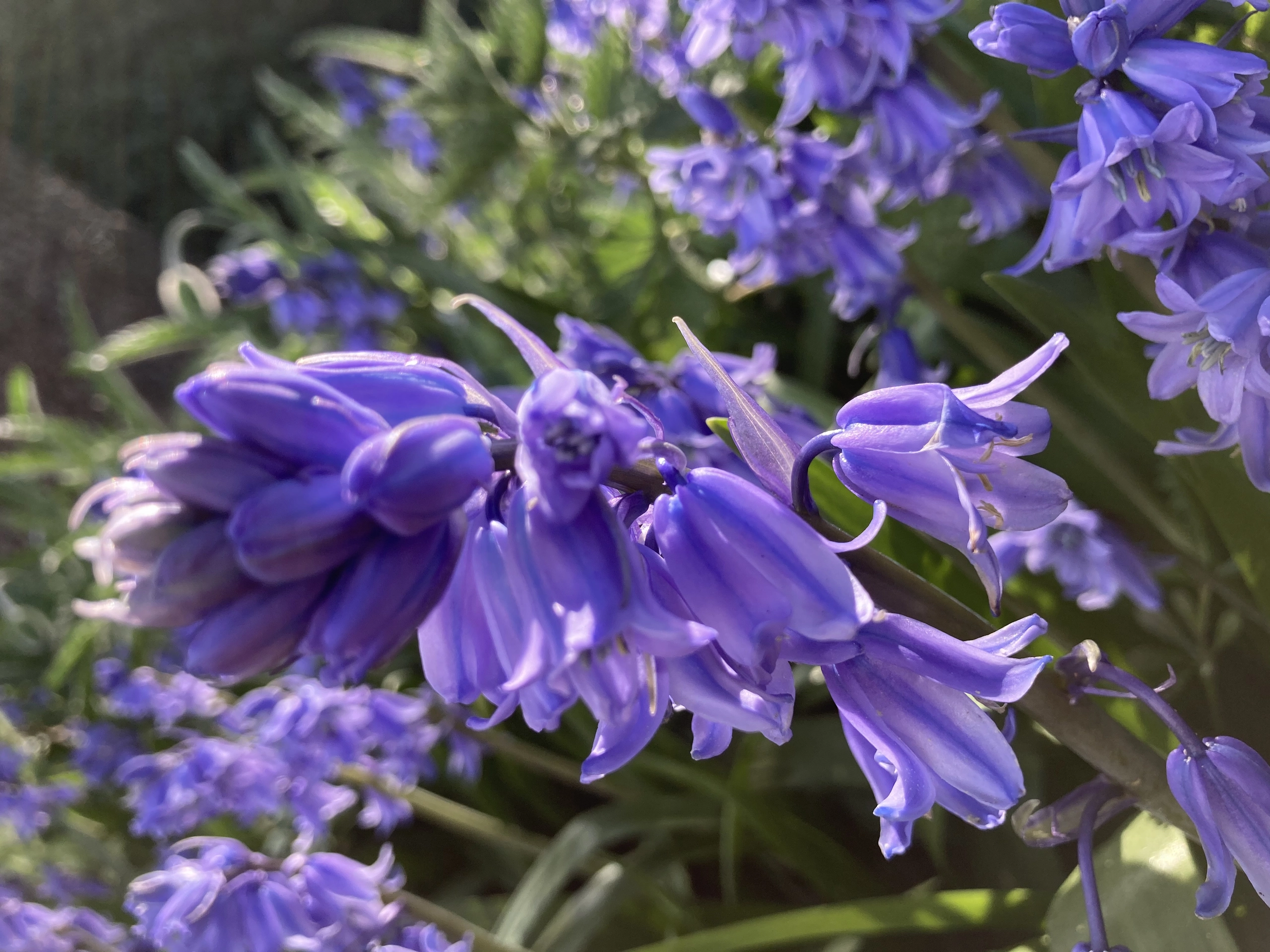a bunch of purple flowers in a garden at Havendale Accessible Holiday Cottage