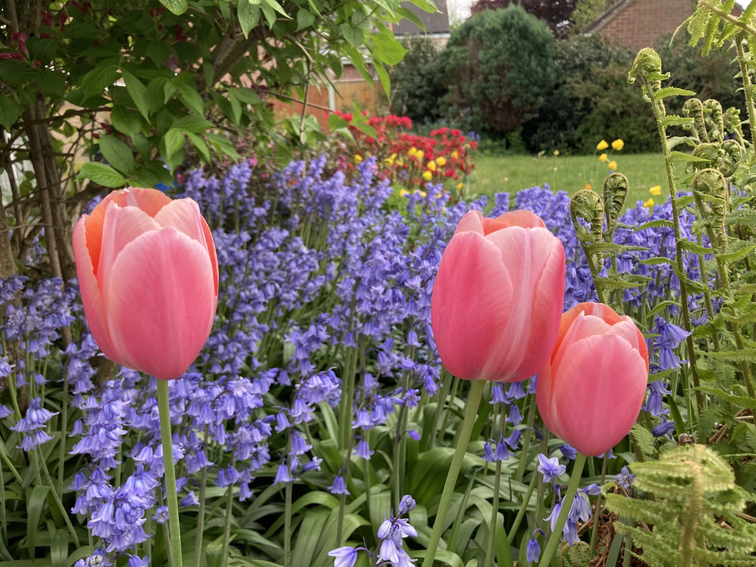 a garden with pink tulipis and blue flowers at Havendale Accessible Holiday Cottage