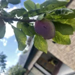 a branch with a bunch of plums on it at Havendale Accessible Holiday Cottage