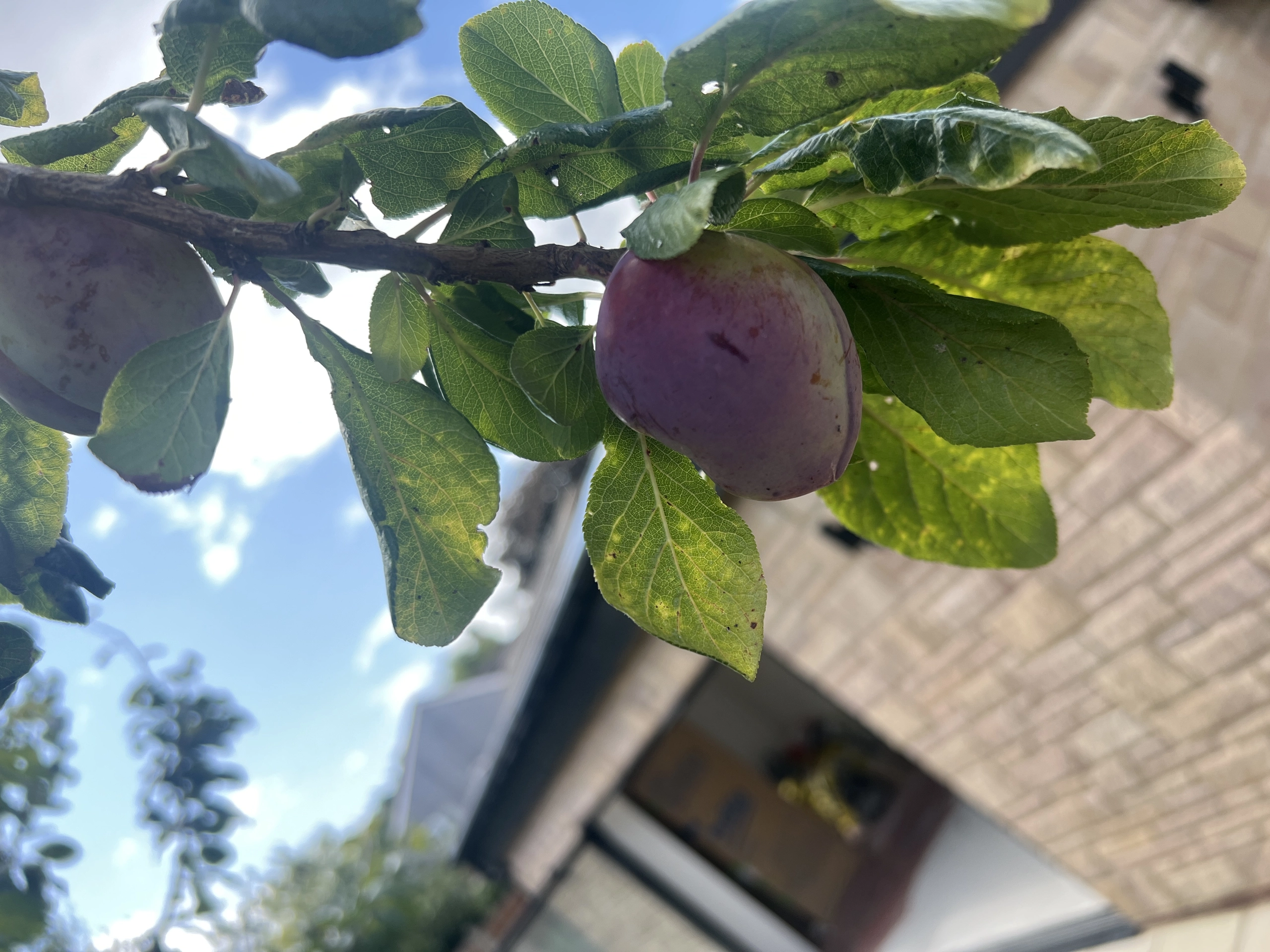 a branch with a bunch of plums on it at Havendale Accessible Holiday Cottage