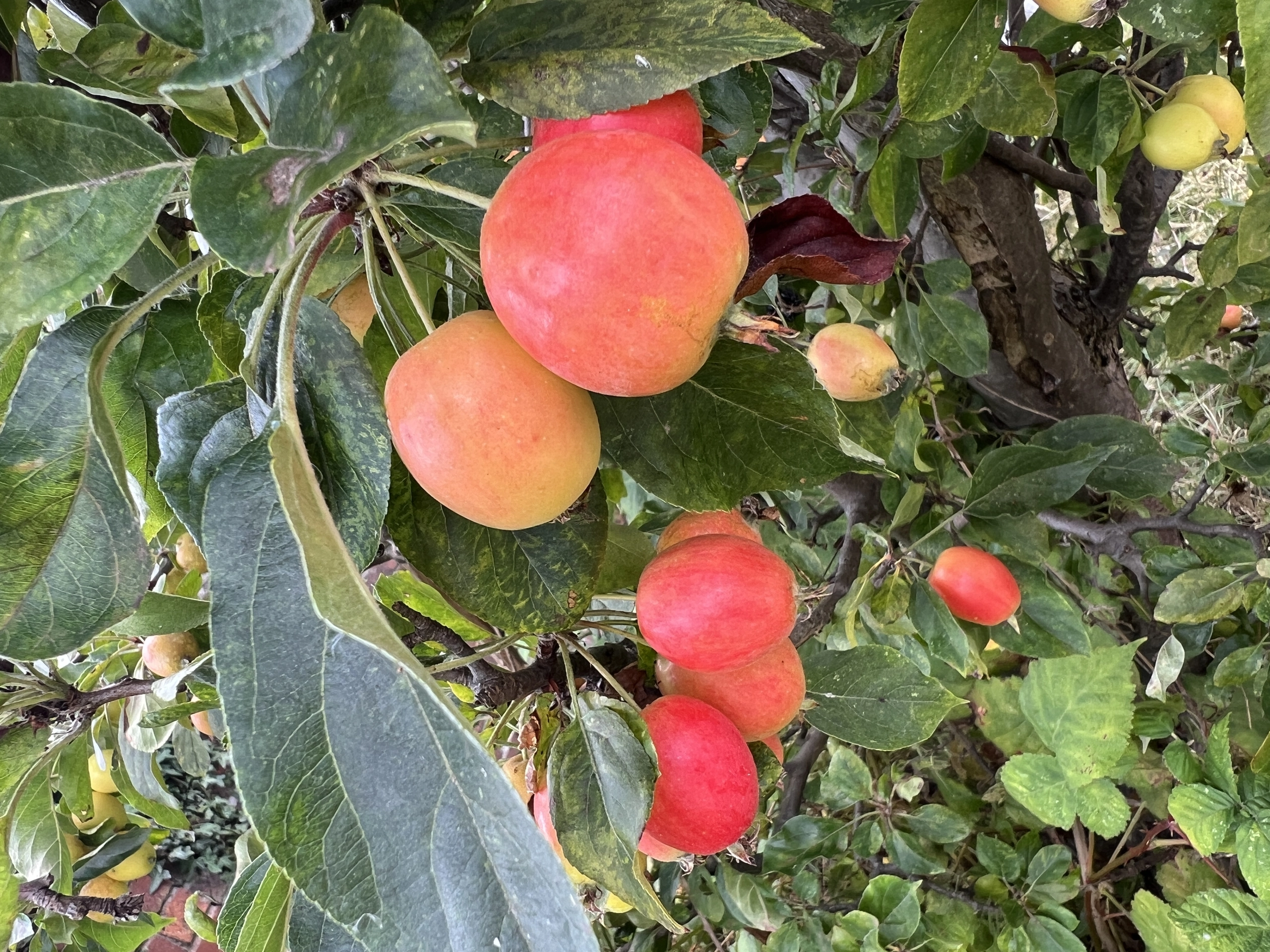 a bunch of ripe fruit on a tree at Havendale Accessible Holiday Cottage