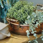 a pot of green plants on a wooden table at Havendale Accessible Holiday Cottage