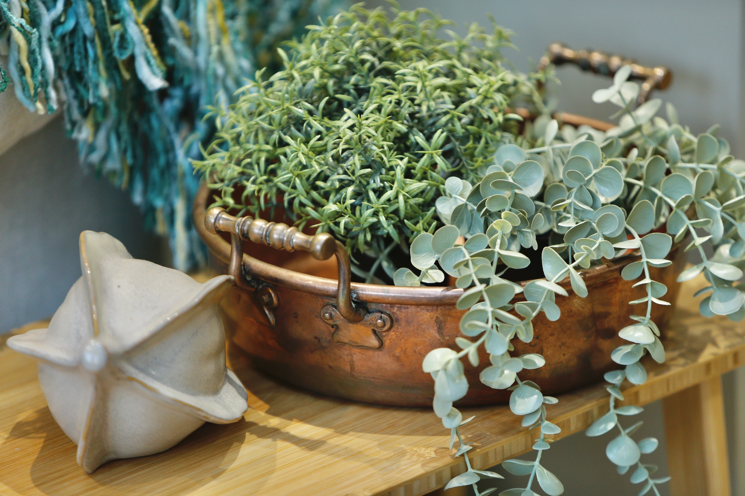a pot of green plants on a wooden table at Havendale Accessible Holiday Cottage