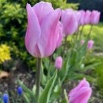 image00039