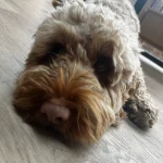 a small dog laying on the floor at Havendale Accessible Holiday Cottage