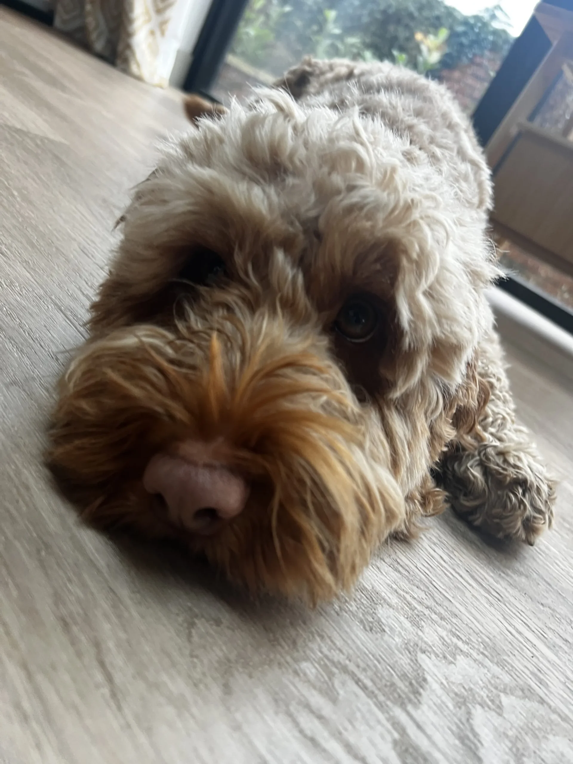 a small dog laying on the floor at Havendale Accessible Holiday Cottage