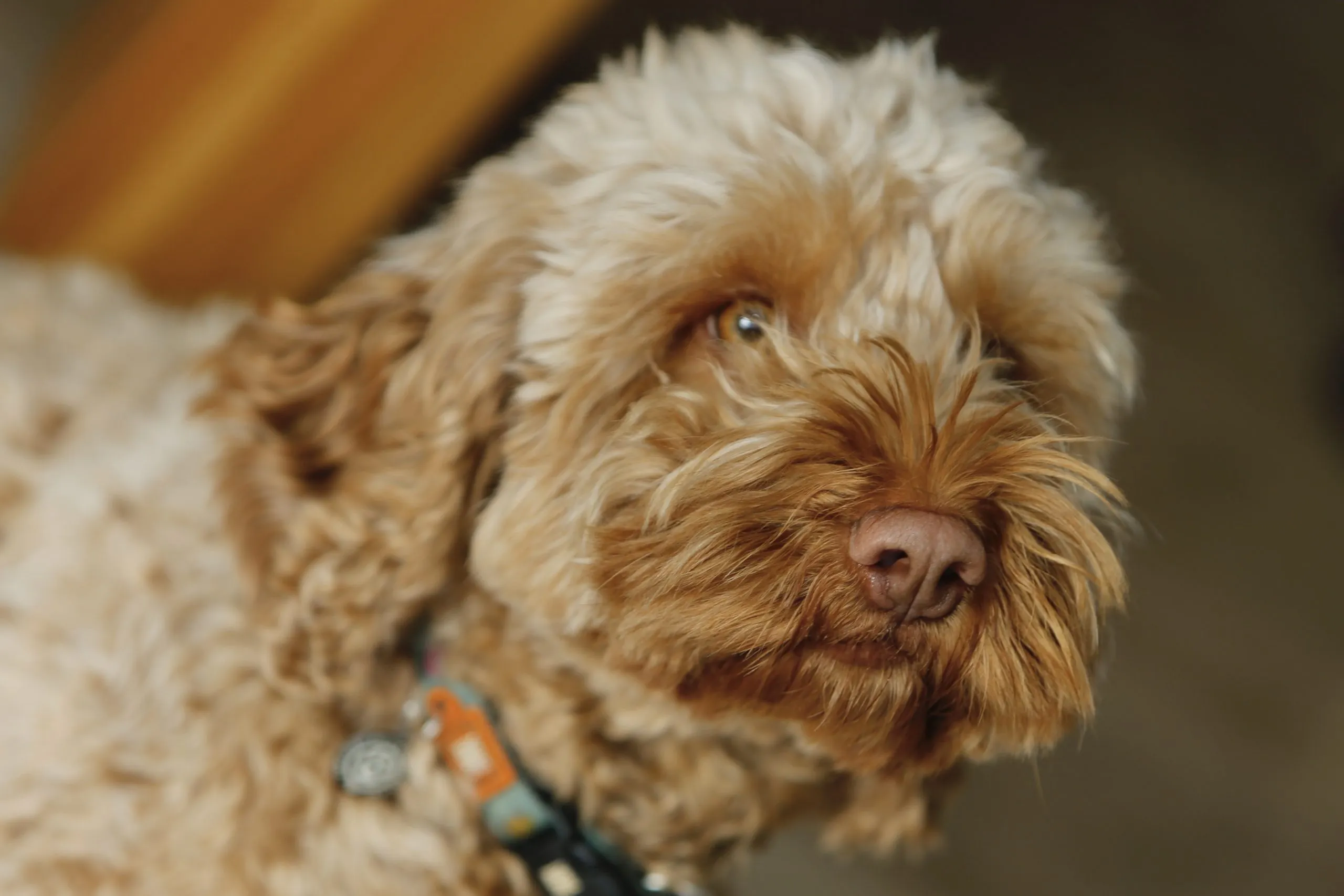 a dog with a collar at Havendale Accessible Holiday Cottage