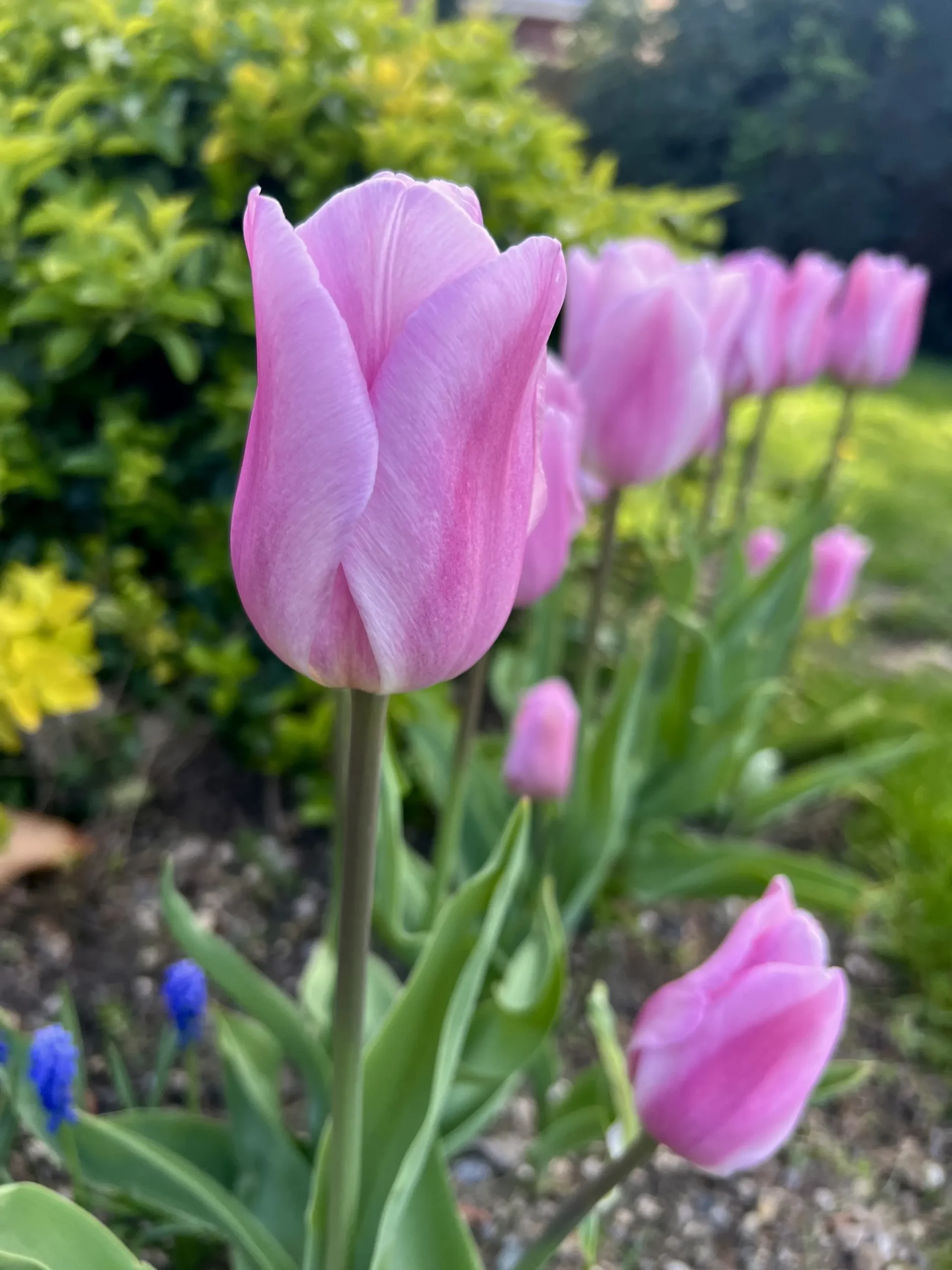 pink tulips in the garden at Havendale Accessible Holiday Cottage